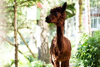 Hofburg Pöhn Alpaka