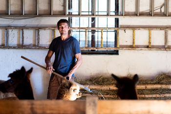 Hofburg Pöhn Alpaka