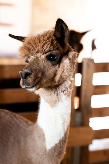 Hofburg Pöhn Alpaka