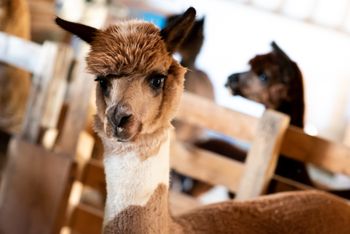 Hofburg Pöhn Alpaka