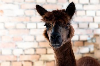 Hofburg Pöhn Alpaka