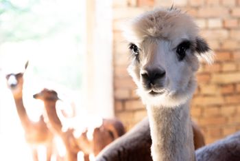 Hofburg Pöhn Alpaka