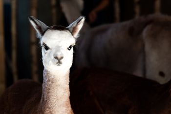 Hofburg Pöhn Alpaka