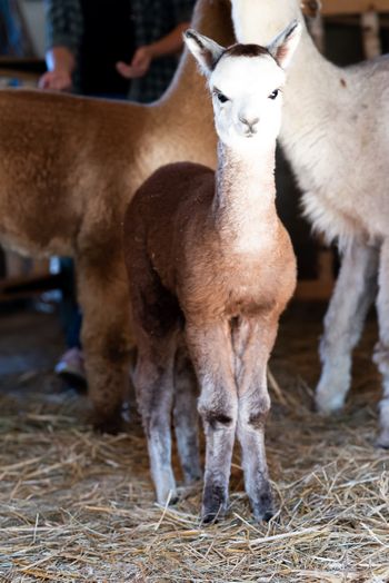 Hofburg Pöhn Alpaka