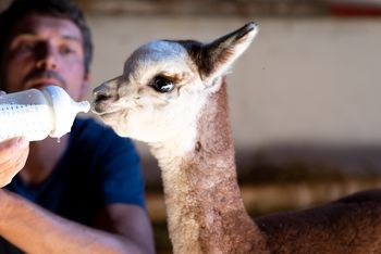 Hofburg Pöhn Alpaka