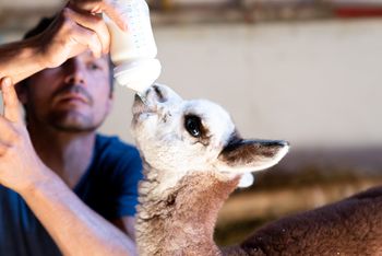Hofburg Pöhn Alpaka