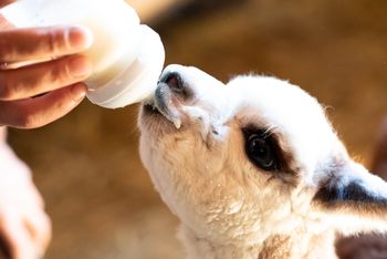 Hofburg Pöhn Alpaka