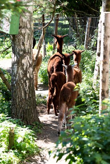 Hofburg Pöhn Alpaka
