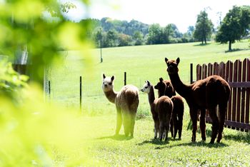Hofburg Pöhn Alpaka