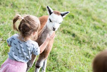 Hofburg Pöhn Alpaka