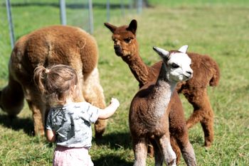 Hofburg Pöhn Alpaka