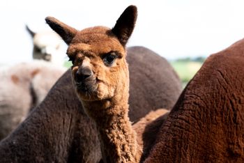 Hofburg Pöhn Alpaka