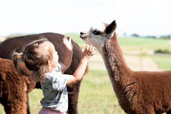 Hofburg Pöhn Alpaka